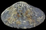 Fossil Pectin (Chesapecten) - Virginia #66400-2